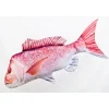 Coussin Vivaneau Australasien Gaby